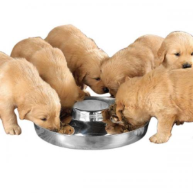 Stainless Steel Puppy Dish