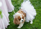 White Bridal Dog Tutu Skirt