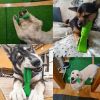 Chewy Toy Mint Toothbrush & Teething Brush