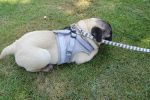 Adjustable Soft Mesh Reflective Harness