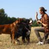 Indoor & Outdoor Dog Training System