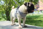 Adjustable Soft Mesh Reflective Harness