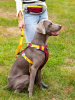 Durable Sling Harness W/ Handle