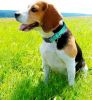 Soft Padded Nylon Reflective Dog Collar