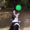 Colorful Spiky Squeaky Ball Toy