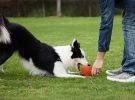 Natural Latex Rubber Football & Branch Dog/Puppy Toy