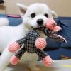 Fun & Cute Animal Shaped Toys For Dogs