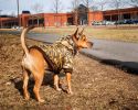 Metallic Parka Dog Coat w/ Hood