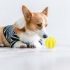 Non-toxic Rubber Ball, Interactive Squeaky, Chewy Dog  Toy